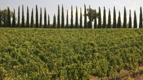 Panoramic view of the Tuscan hills. The cultivated land and tree - MyVideoimage.com