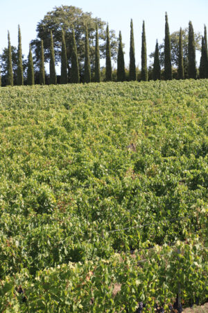 Panoramic view of the Tuscan hills. The cultivated land and tree - MyVideoimage.com