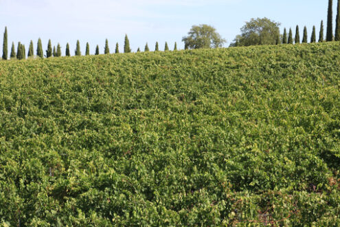 Panoramic view of the Tuscan hills. The cultivated land and tree - MyVideoimage.com