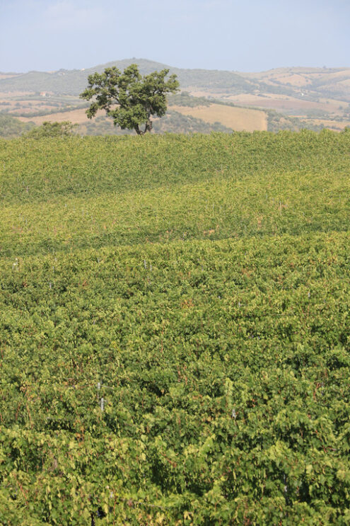 Panoramic view of the Tuscan hills. The cultivated land and tree - MyVideoimage.com