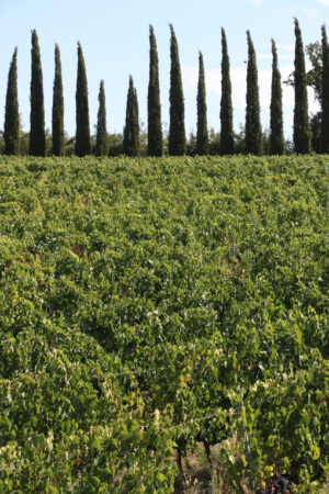 Panoramic view of the Tuscan hills. The cultivated land and tree - MyVideoimage.com