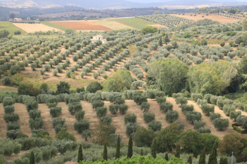 Panoramic view of the Tuscan hills. Vineyards for wine productio - MyVideoimage.com | Foto stock & Video footage