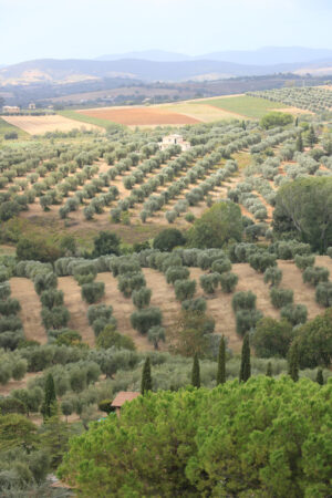 Panoramic view of the Tuscan hills. Vineyards for wine productio - MyVideoimage.com | Foto stock & Video footage