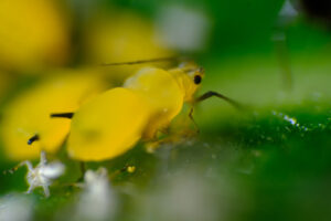 Parasite on plant. Yellow aphid on a leaf suck the sap of the plant. Stock photos. - MyVideoimage.com | Foto stock & Video footage