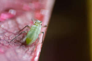 Parasite on rose. Aphid suck the sap from a leaf. Stock photos. - MyVideoimage.com | Foto stock & Video footage