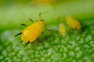 Parasite. Yellow aphid on a leaf suck the sap of the plant. Stock photos. - MyVideoimage.com | Foto stock & Video footage