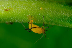 Parasite. Yellow aphid on a leaf suck the sap of the plant. Stock photos. - MyVideoimage.com | Foto stock & Video footage