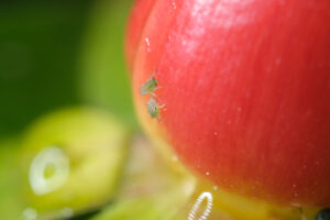 Parasites on berry. Colony of aphids on a small berry of a plant. Stock photos. - MyVideoimage.com | Foto stock & Video footage