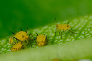 Parasites. Yellow aphids on a leaf suck the sap of the plant. Stock photos. - MyVideoimage.com | Foto stock & Video footage