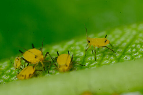 Parasites. Yellow aphids on a leaf suck the sap of the plant. Stock photos. - MyVideoimage.com | Foto stock & Video footage