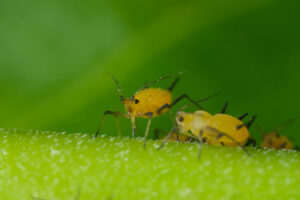 Parassiti del giardino. Yellow aphids suck the sap from a leaf. Foto stock royalty free. - MyVideoimage.com | Foto stock & Video footage