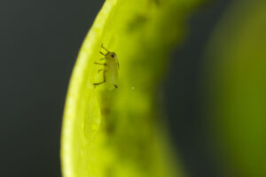 Parassiti delle piante. Green aphids suck the sap from a leaf. Foto stock royalty free. - MyVideoimage.com | Foto stock & Video footage