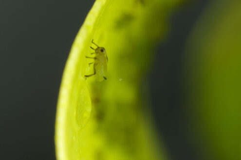 Parassiti delle piante. Green aphids suck the sap from a leaf. Foto stock royalty free. - MyVideoimage.com | Foto stock & Video footage
