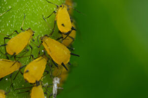 Parassiti delle piante. Yellow aphids suck the sap from a leaf. Foto stock royalty free. - MyVideoimage.com | Foto stock & Video footage