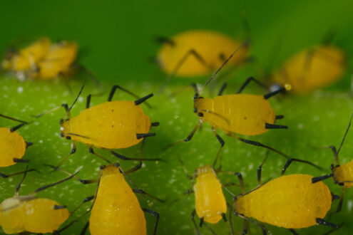 Parassiti delle piante. Yellow aphids suck the sap from a leaf. Foto stock royalty free. - MyVideoimage.com | Foto stock & Video footage