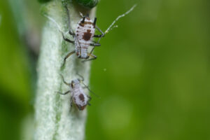 Parassiti piante. Parasites on the stem of a Mediterranean plant leaf. Foto stock royalty free. - MyVideoimage.com | Foto stock & Video footage