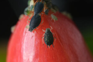 Parassiti su frutto rosso. Colony of aphids on a small berry of a plant. Foto stock royalty free. - MyVideoimage.com | Foto stock & Video footage