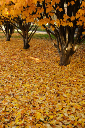 Park with trees in autumn with drooping yellow leaves. - MyVideoimage.com