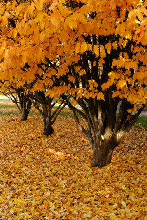 Park with trees in autumn with drooping yellow leaves. - MyVideoimage.com