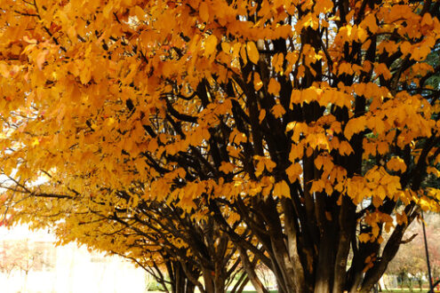 Park with trees in autumn with drooping yellow leaves. - MyVideoimage.com