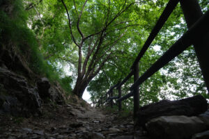 Path in the woods. A path for trekking among tall trees in the Tuscan mountains of the Apuan Alps. - MyVideoimage.com | Foto stock & Video footage