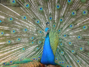 Peacock. Beautiful blue peacock with green and blue colored feathers. - MyVideoimage.com | Foto stock & Video footage