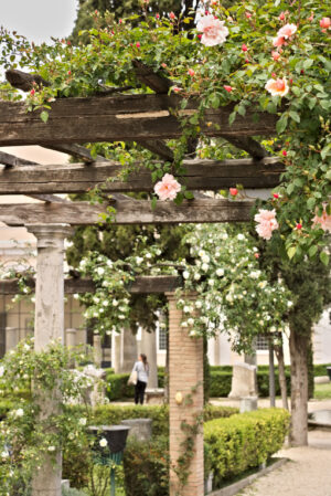 Pergola of roses. Pergola of white and pink roses on wooden beam. - MyVideoimage.com | Foto stock & Video footage