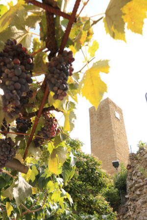 Pergola with vine plant, village of Pereta, near Magliano in Maremma Toscana. - MyVideoimage.com | Foto stock & Video footage