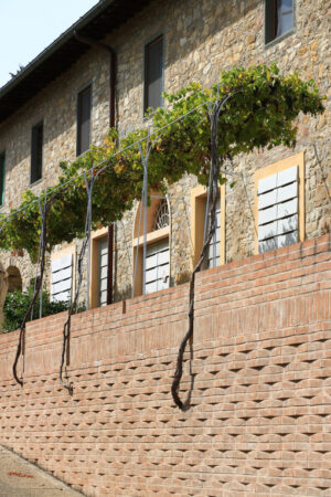 Pergola with vine plants in the Chianti hills. Brick wall with pergola with leaves. - MyVideoimage.com