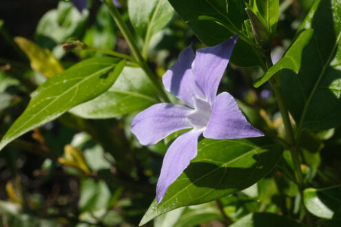 Periwinkle flower. Periwinkle blue flower with green leaves. Macro. - MyVideoimage.com | Foto stock & Video footage