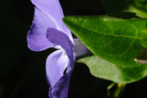 Pervinca, fiore blu con foglie verdi. Fotografia macro. - MyVideoimage.com | Foto stock & Video footage