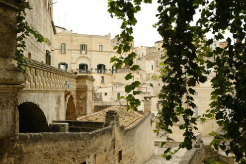 Pianta di vite. Vine shoot with leaves in a street of the ancient city of Matera. - MyVideoimage.com | Foto stock & Video footage