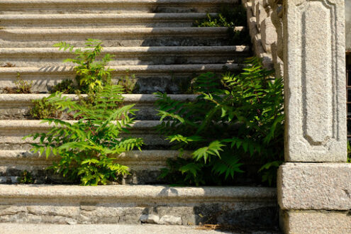 Piante infestanti. Weeds grow on a staircase of a historic building. Foto stock royalty free. - MyVideoimage.com | Foto stock & Video footage