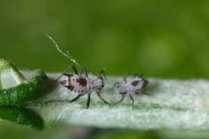 Piccoli parassiti delle piante. Parasites on the stem of a Mediterranean plant leaf. Foto stock royalty free. - MyVideoimage.com | Foto stock & Video footage