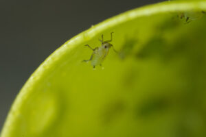 Piccoli parassiti su una foglia. Green aphids suck the sap from a leaf. Foto stock royalty free. - MyVideoimage.com | Foto stock & Video footage