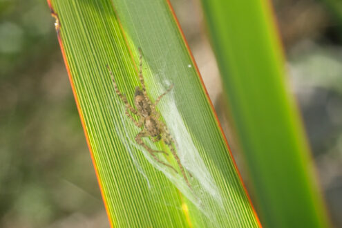 Piccolo ragno su una foglia verde e giallo lanceolata. Formium. Fotografia macro. - MyVideoimage.com | Foto stock & Video footage