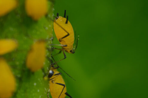 Pidocchi delle piante. Yellow aphids suck the sap from a leaf. Foto stock royalty free. - MyVideoimage.com | Foto stock & Video footage