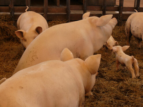 Pig breeding. Small and large piglets of a fake stable. - MyVideoimage.com