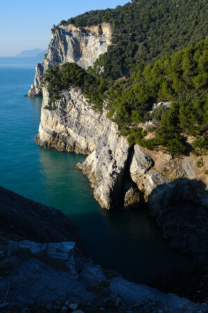 Pine plants on the sea. Palmaria Island. Pine trees overhanging the rocks on the island of Palmaria near Portovenere. Sea pictures. - MyVideoimage.com | Foto stock & Video footage