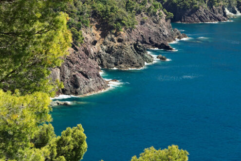 Pini d’Aleppo sulla costa Ligure. Vicino le Cinque Terre un paesaggio marino con il mare blu scuro e rocce rosse. Framura. - MyVideoimage.com | Foto stock & Video footage