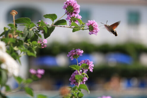 Pink Lantana Camara. Flying bee sucks nectar from pink Lantana flowers. Stock photo royalty free. Foto di fiori - MyVideoimage.com | Foto stock & Video footage