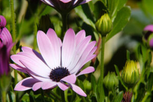 Pink daisy. African pink daisy (Dimorphotheca pluvialis) in a Mediterranean garden. Photos flowers. Foto e immagini di fiori. - MyVideoimage.com | Foto stock & Video footage