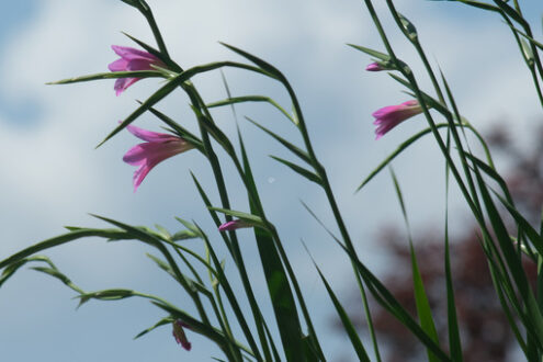 Pink flowers of wild gladiolus move in the wind. A Mediterranean garden with Gladiolus italicus blooming in spring with the sky background. - MyVideoimage.com | Foto stock & Video footage