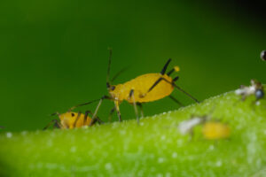 Plant insect. Yellow aphids suck the sap from a leaf. Stock photos. - MyVideoimage.com | Foto stock & Video footage