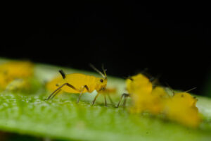 Plant lice. Yellow aphids on a leaf suck the sap of the plant. Stock photos. - MyVideoimage.com | Foto stock & Video footage