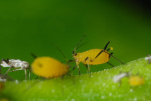 Plant lice. Yellow aphids suck the sap from a leaf. Stock photos. - MyVideoimage.com | Foto stock & Video footage