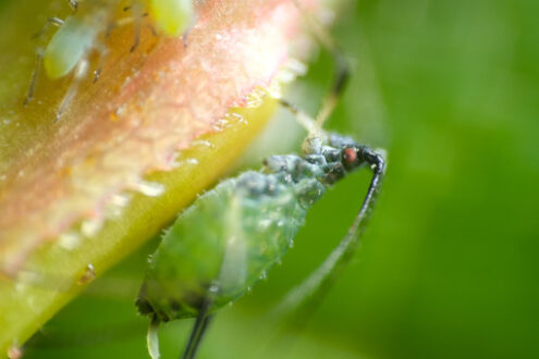 Plant parasite. Aphids suck the sap from the petiole of a leaft. Stock photos. - MyVideoimage.com | Foto stock & Video footage