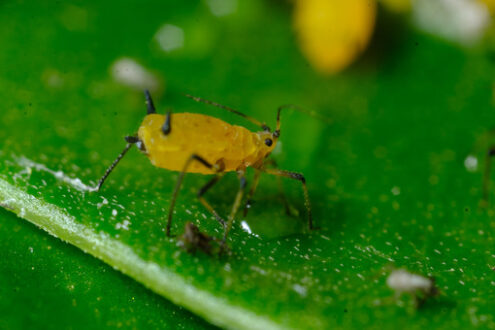 Plant parasite. Yellow aphid on a leaf suck the sap of the plant. Stock photos. - MyVideoimage.com | Foto stock & Video footage