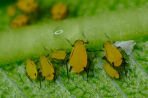 Plant parasites. Yellow aphids on a leaf suck the sap of the plant. Stock photos. - MyVideoimage.com | Foto stock & Video footage