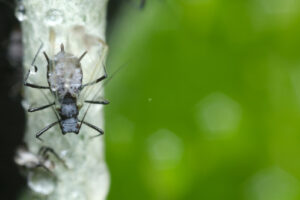 Plant pest. Parasites on the stem of a Mediterranean plant leaf. Stock photos. - MyVideoimage.com | Foto stock & Video footage